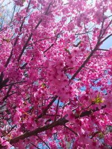 磯子物語春の桜